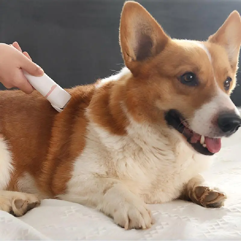 White and pink pet electric clipper being used to trim a corgi’s back fur.