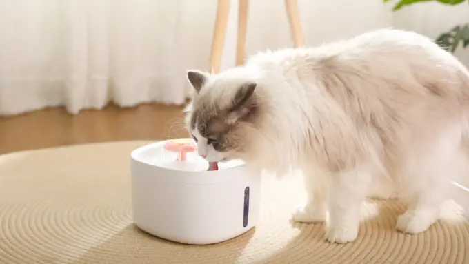 Sleek Automatic Pet Water Fountain – Encourages Hydration for Cats Ragdoll cat drinking from a sleek white automatic pet water fountain indoors.